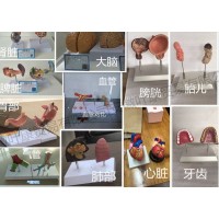 仿真器官對(duì)比模型 宣傳教育模型 吸毒后器官對(duì)比