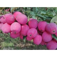 吉林牛奶果苗批發雞心果苗廠家直銷