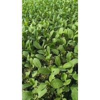 太原菜花苗基地 65天有機(jī)花菜育苗廠家