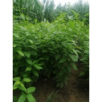 杜仲苗多少錢 最新杜仲小苗報(bào)價(jià) 哪里有杜仲小苗出售