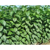 米徑2公分杜仲多少錢 3公分4公分杜仲價(jià)格走勢