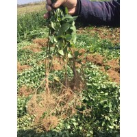 山西連翹苗-連翹苗產(chǎn)地批發(fā)藥用連翹苗-連翹苗價格